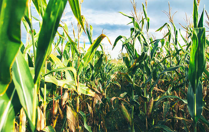 Colheita de milho nos EUA atinge 81% e a de soja 91%