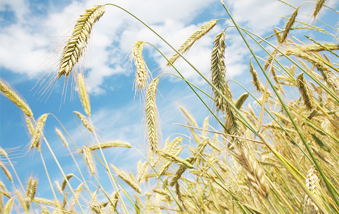 Plantio do trigo expande no Cerrado e estimula investimentos em moinhos