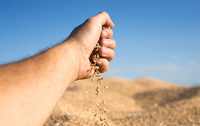 Produção de grãos na safra 2023/24 deve totalizar 312.3 milhões de toneladas influenciada pelo clima