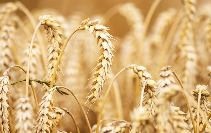 StoneX: Oferta apertada de trigo no Brasil aumenta dependência do cereal importado
