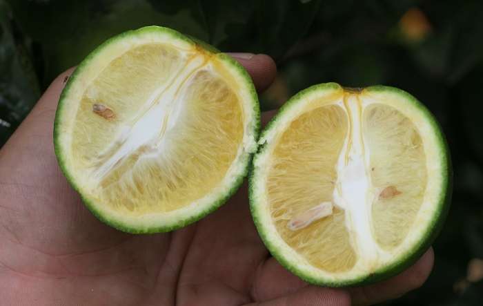 A doença do greening é um dos maiores desafios fitossanitários da citricultura mundial, que ameaça e dizima pomares de todos os tipos de citros.
