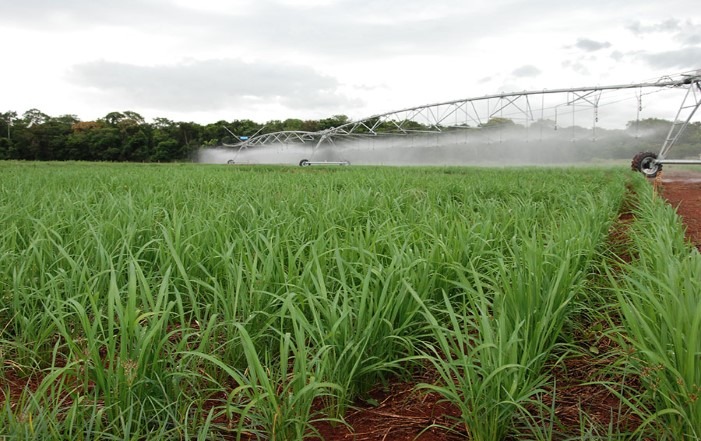 Arroz de terras altas sob irrigação no Cerrado pode complementar abastecimento no País