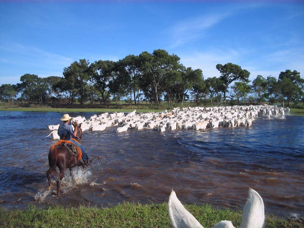 Pantanal tem crescimento de 30% no número de produtores de carne orgânica
