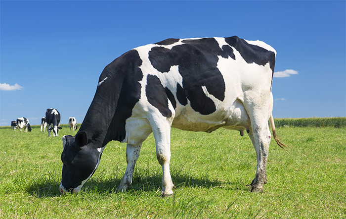Embrapa Gado de Leite: Custo de produção do leite volta a cair em março