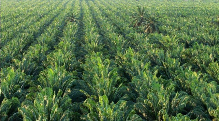 Agronegócio: o maior negócio do Brasil. Por Xico Graziano