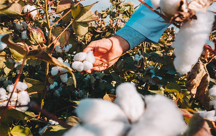 Custo de produção da safra de algodão 2024/25 cai 1,02% em abril em relação ao de março