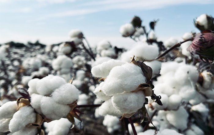 StoneX aumenta a estimativa da produção de algodão para 3.53 milhões de toneladas na safra 2023/24