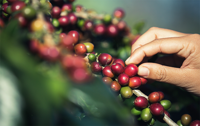 Café: Ritmo lento de colheita limita oferta no mercado spot; preços reagem