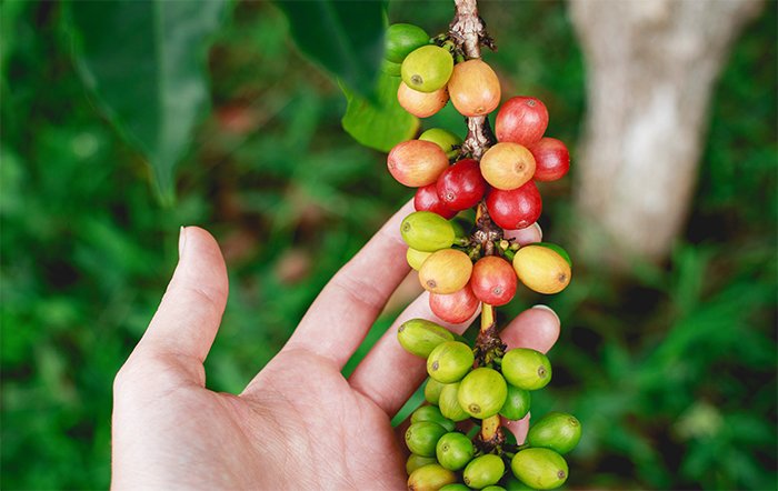 2ª estimativa da Conab indica safra total 2024 de café de 58.81 milhões de sacas