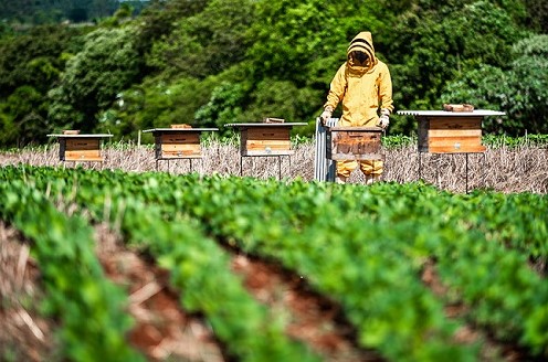 Integração entre soja e abelhas abre Simpósio da Agricultura em MS