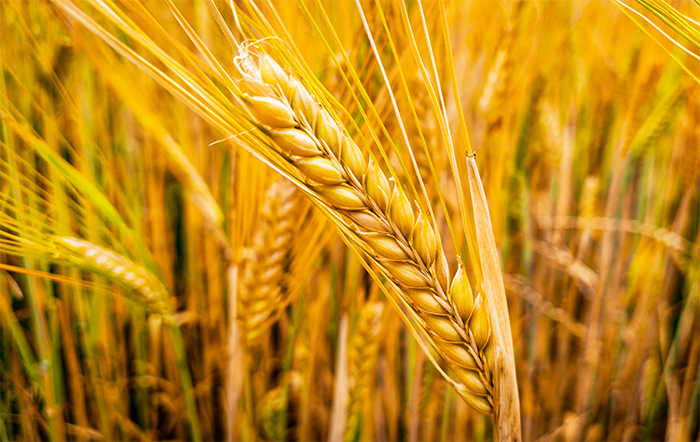 Moagem de trigo aumenta 2% em 2013 no Brasil para 12.81 milhões de toneladas