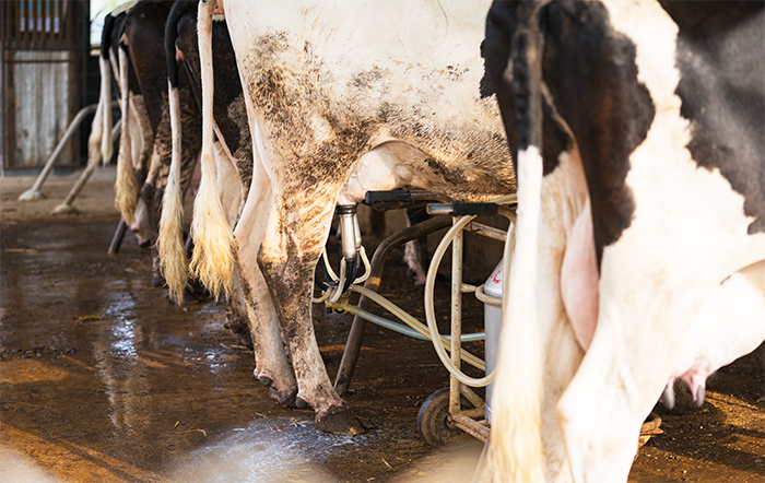 Abril registra nova queda no custo de produção de leite