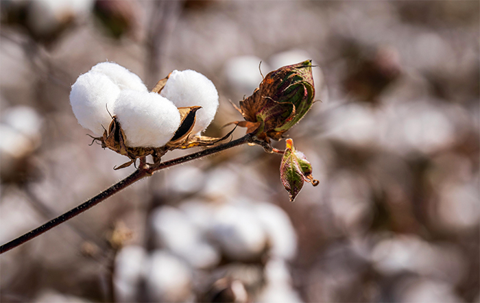StoneX mantém estimativa da produção brasileira de algodão em 3.53 milhões de toneladas na safra 2023/24