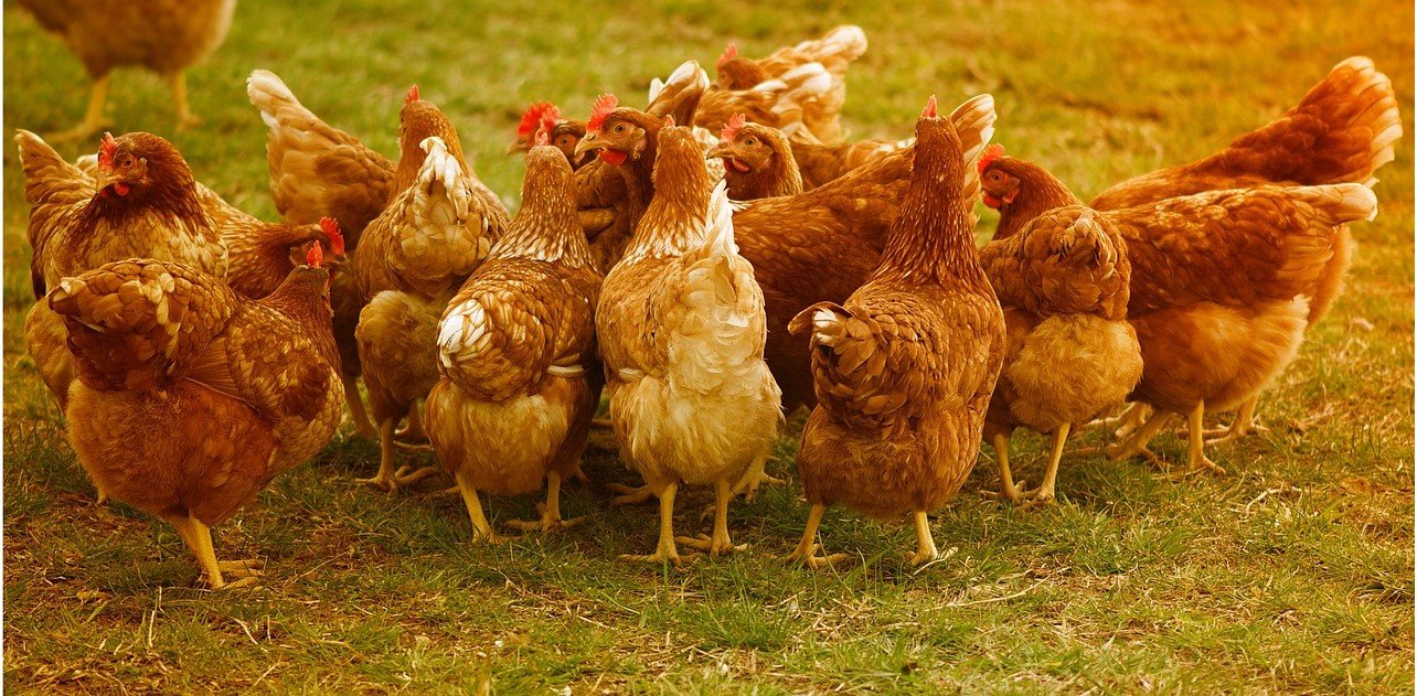 Novas diretrizes europeias para produção de frango podem impactar a indústria nacional
