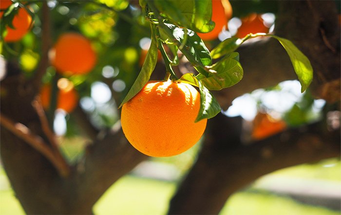 Citros: Moagem deve impulsionar preço da laranja in natura