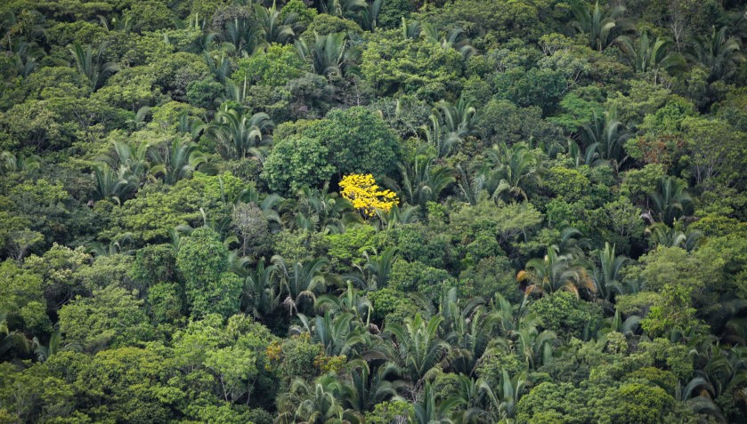 Produzir e preservar: a lição da Coopernorte na Amazônia. Por Xico Graziano