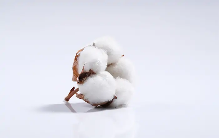 Exportações de algodão ganham força, com expectativa de atingir 2.9 milhões de toneladas