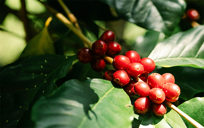 Colheita do café arábica avança bem no Brasil