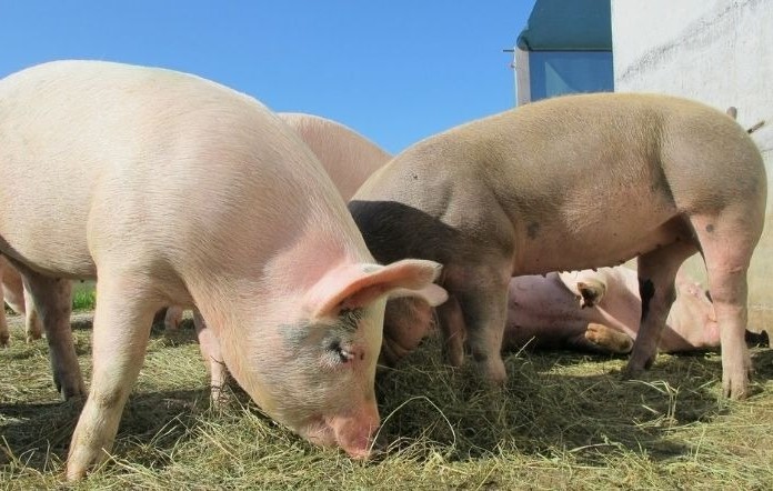 O excelente momento da carne suína brasileira nas exportações