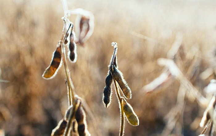 DATAGRO Grãos sinaliza 18º aumento consecutivo na área de soja do Brasil na safra 2024/25