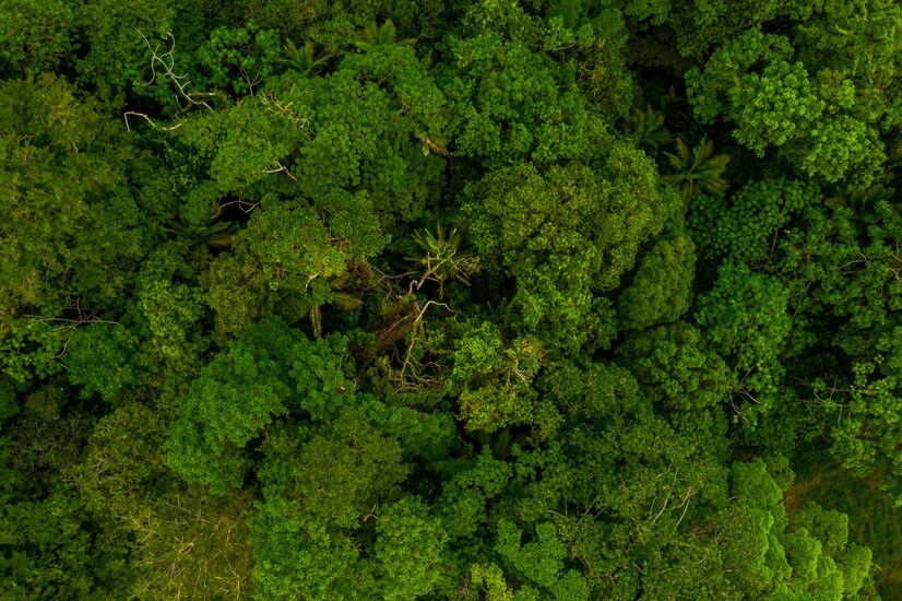 Dia da Amazônia, 5 de setembro, data que busca chamar a atenção para a importância da preservação do bioma amazônico