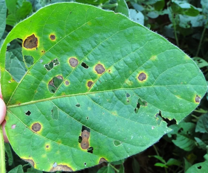 Resultados da pesquisa para controle da mancha-alvo colaboram com manejo da doença