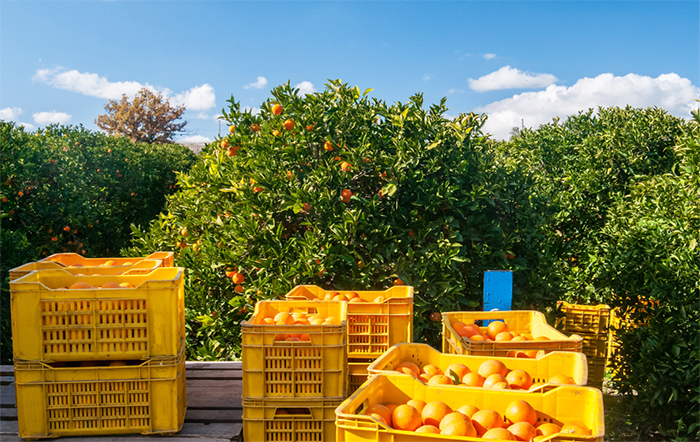 Abrafrutas: Valor de exportação teve alta e volume recuou no primeiro semestre