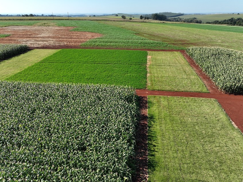 Soja Baixo Carbono terá primeiro dia de campo na Embrapa Soja