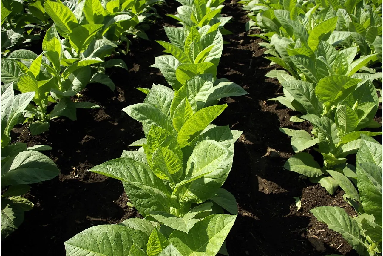 O TABACO É AGRO. Por Evaristo de Miranda