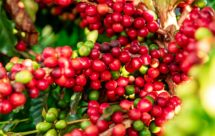 Café: Chuvas garantem abertura de floradas; atenções se voltam ao pegamento