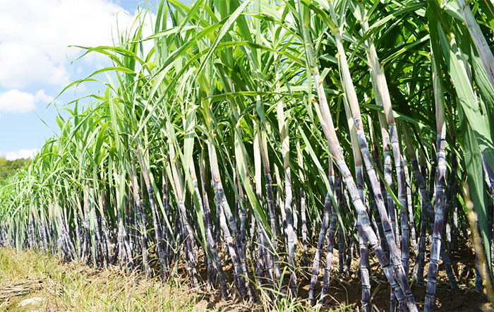 Moagem de cana-de-açúcar totaliza 39 milhões de toneladas na 2ª quinzena de setembro