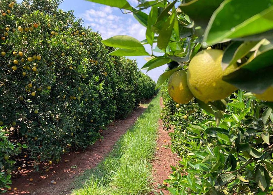 Tonelada de gás carbônico equivalente na citricultura brasileira é estimada em US$ 7,72