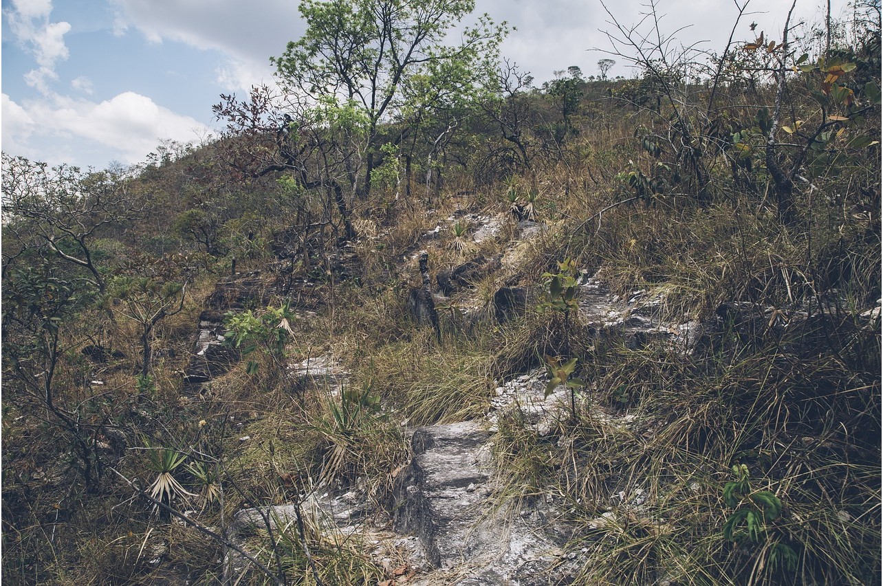 A SALVAÇÃO NA LAVOURA. Por Evaristo de Miranda