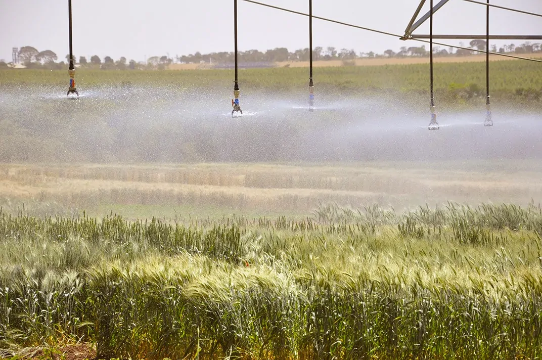 Plataforma reunirá dados do trigo da produção ao consumo no Brasil