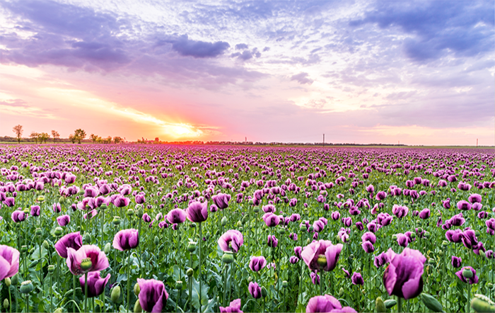 Primavera: Produtores de flores reforçam investimentos em tecnologia