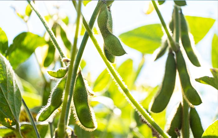 Área de soja de MT deve aumentar 33,18% em dez anos com avanço em áreas de pastagens