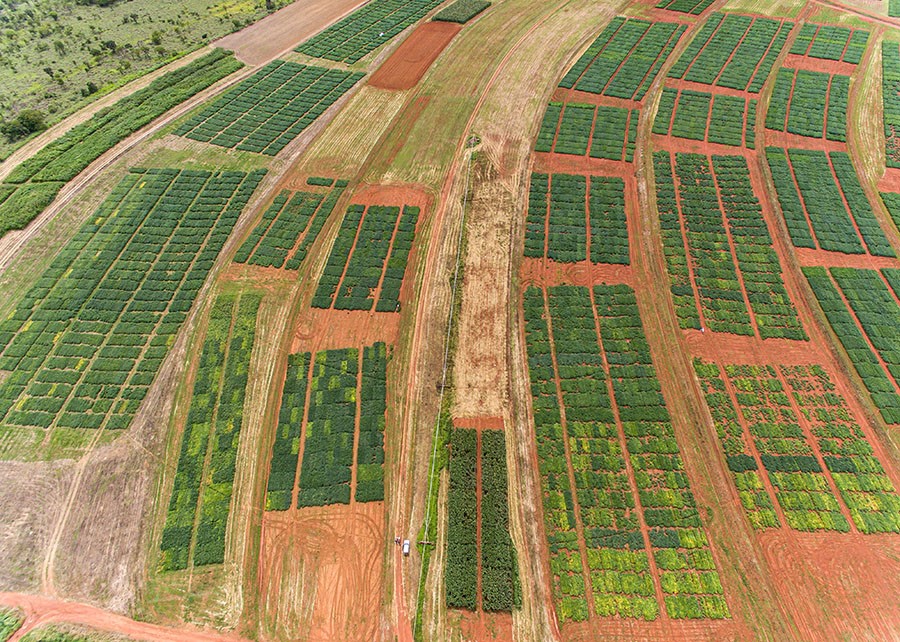 El Niño reduz chuvas no Distrito Federal e impacta produtividade da soja