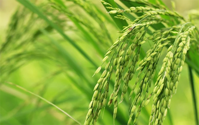 China veio Brasil interessada nos setores de produção de soja e arroz, além de áreas para cultivo