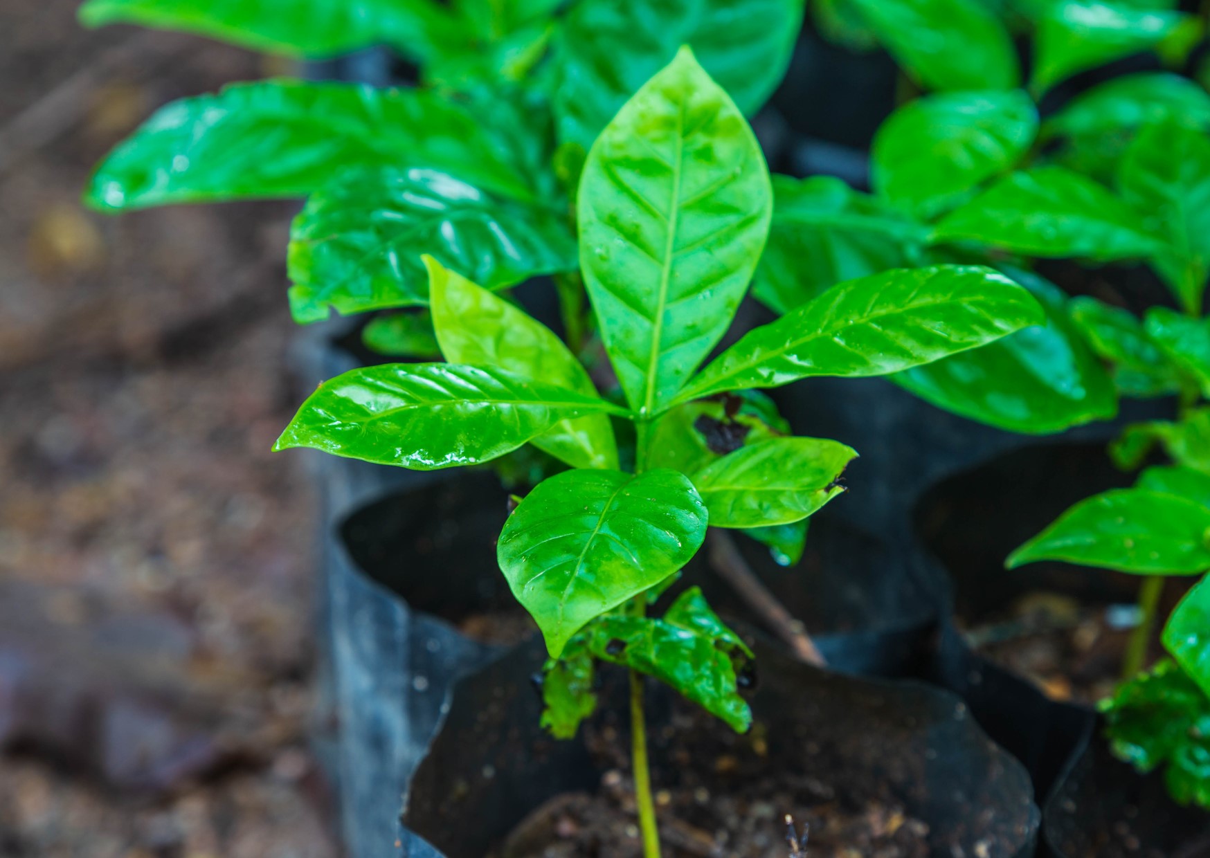 Aumento do cultivo de café deve ser visto com cautela. Por Silas Brasileiro