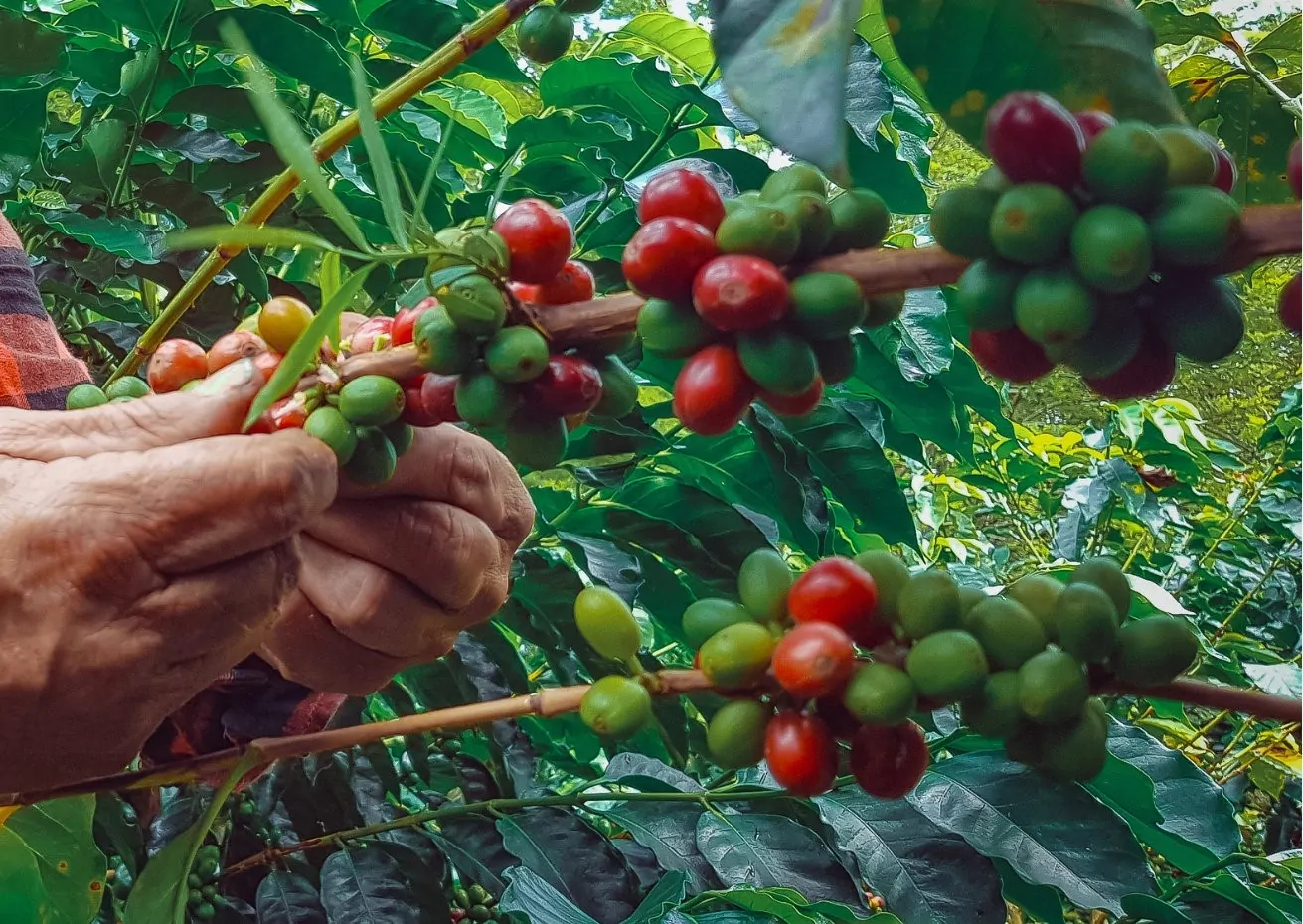 Trabalho rural: é hora do país reconhecer o esforço da cafeicultura brasileira. Por Silas Brasileiro