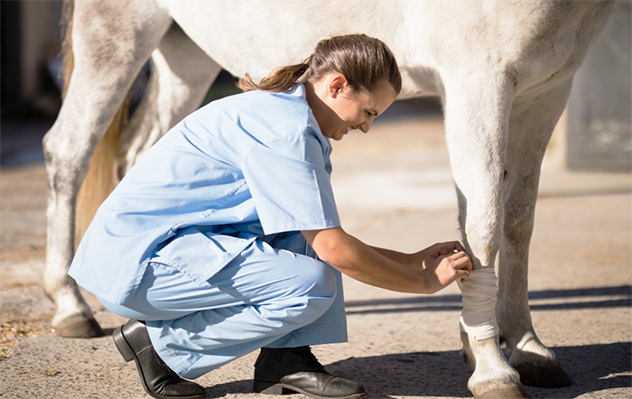 Universidade Castelo Branco e SNA promovem 1ª Workshop de Primeiros Socorros e Bem-estar em Animais de Fazenda