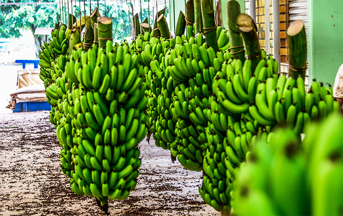 Município catarinense de Luiz Alves conquista IG pela produção de banana