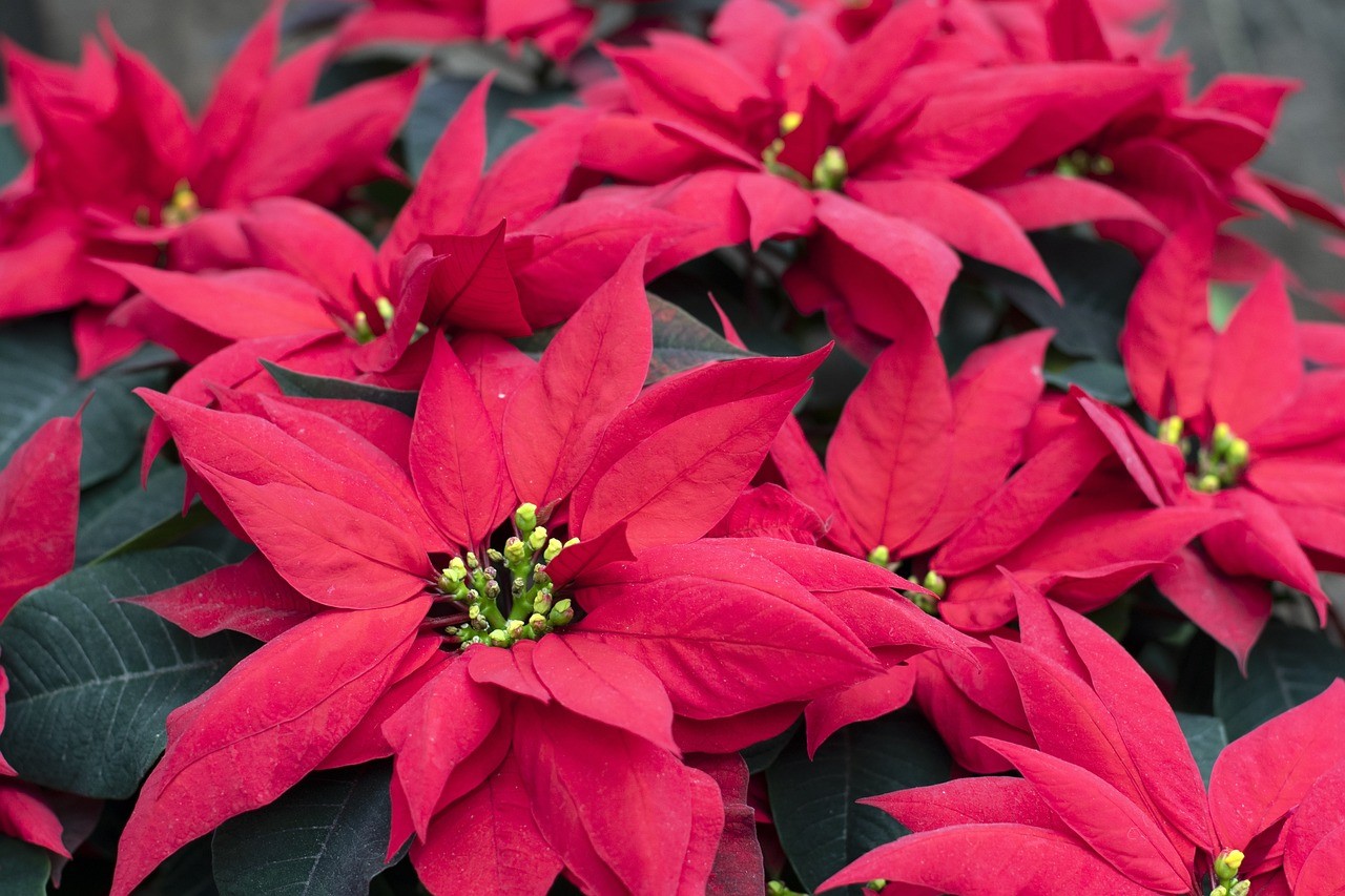 O Agro e a Flor do Natal. Por Evaristo de Miranda