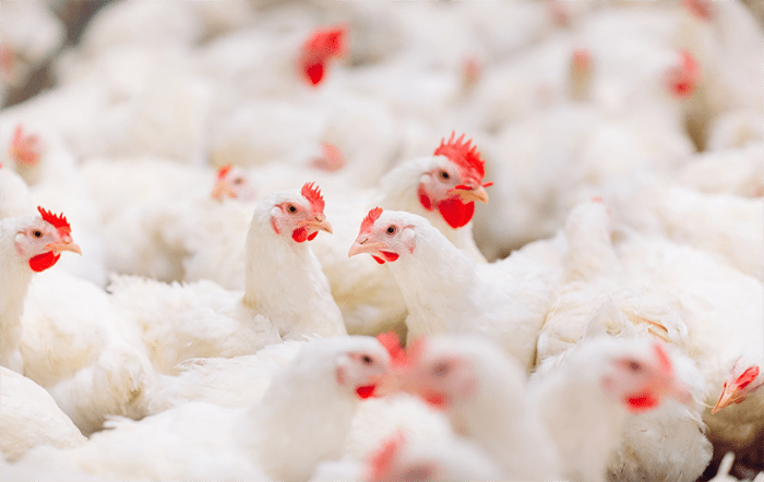 Preços do frango vivo e da carne seguem em alta