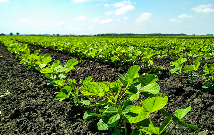 Custo de produção de soja em Mato Grosso registra leve alta em novembro