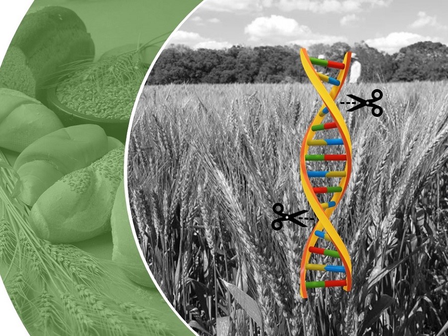 O melhoramento genético piorou o glúten do trigo?