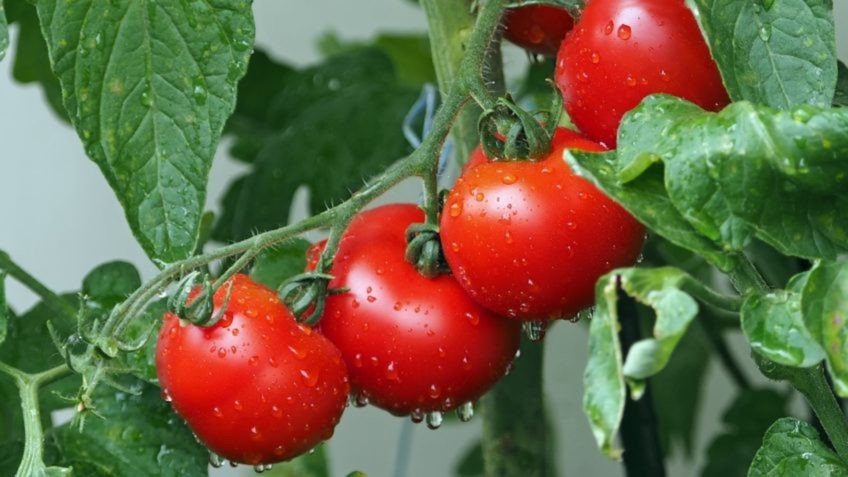 O agronegócio do tomate na Serra de Ibiapaba. Por Xico Graziano