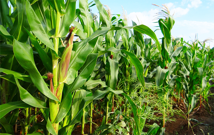 Grãos/EUA: Traders começam a especular sobre área a ser plantada em 2025