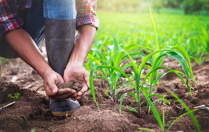 Programa Agro Brasil + Sustentável vai qualificar a cadeia agropecuária e fornecer dados mercadológicos