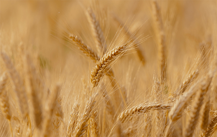 Trigo: Mesmo com maior oferta, cotações se sustentam